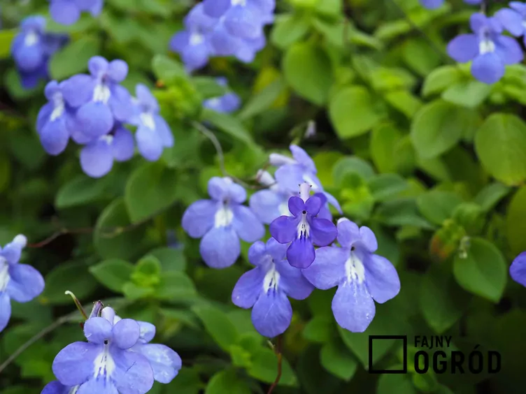 Wiesiołek przylądkowy