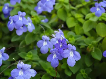 Skrętnik górski - zdjęcie 4