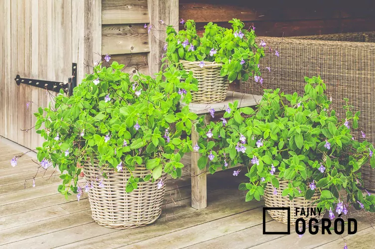 Skrętnik górski - zdjęcie 5