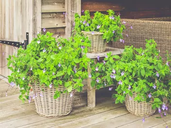 Skrętnik górski - zdjęcie 5