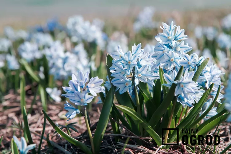 Puszkinia cebulicowata