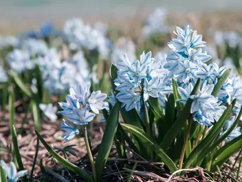 Puszkinia cebulicowata - zdjęcie 2