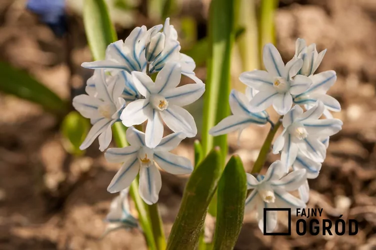 Puszkinia cebulicowata