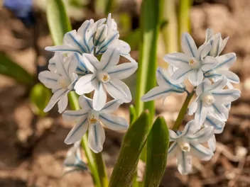 Puszkinia cebulicowata - zdjęcie 3