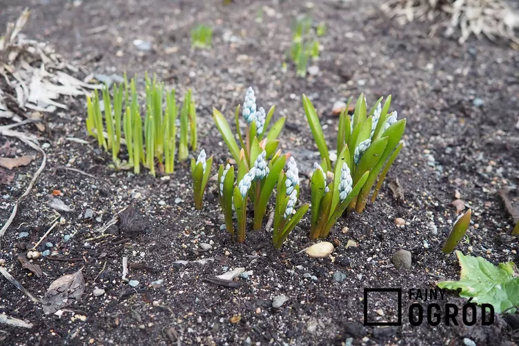 Puszkinia cebulicowata