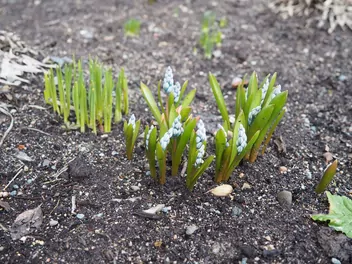 Puszkinia cebulicowata - zdjęcie 4