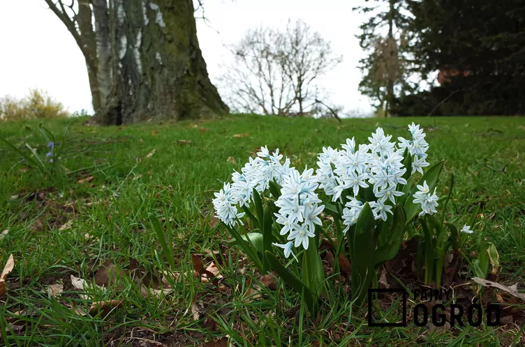 Puszkinia cebulicowata - zdjęcie 5