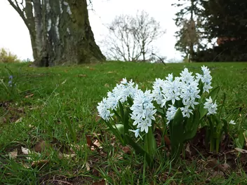 Puszkinia cebulicowata - zdjęcie 5