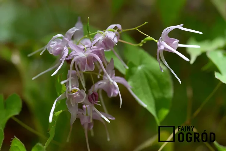 Epimedium wielkokwiatowe
