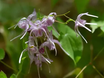 Epimedium wielkokwiatowe - zdjęcie 2
