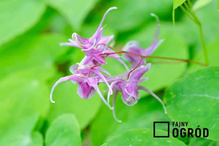 Epimedium wielkokwiatowe