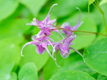 Epimedium wielkokwiatowe - zdjęcie 3