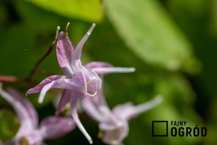 Epimedium wielkokwiatowe