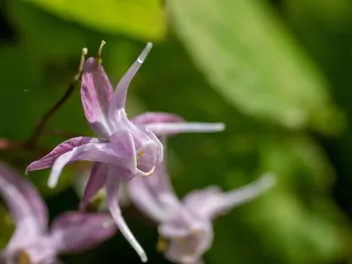 Epimedium wielkokwiatowe - zdjęcie 4
