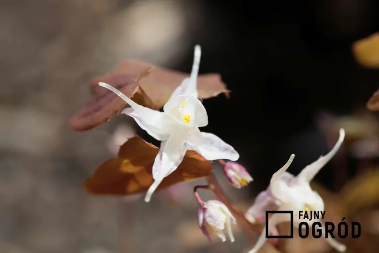 Epimedium wielkokwiatowe - zdjęcie 5