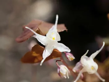 Epimedium wielkokwiatowe - zdjęcie 5