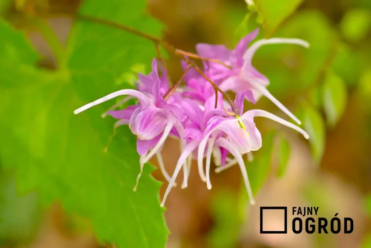 Epimedium wielkokwiatowe epimedium-1