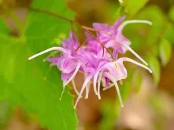 Ilustracja rośliny epimedium wielkokwiatowe