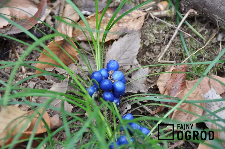 Wężobród Wężobród