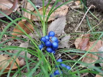 Konwalnik japoński - zdjęcie 2