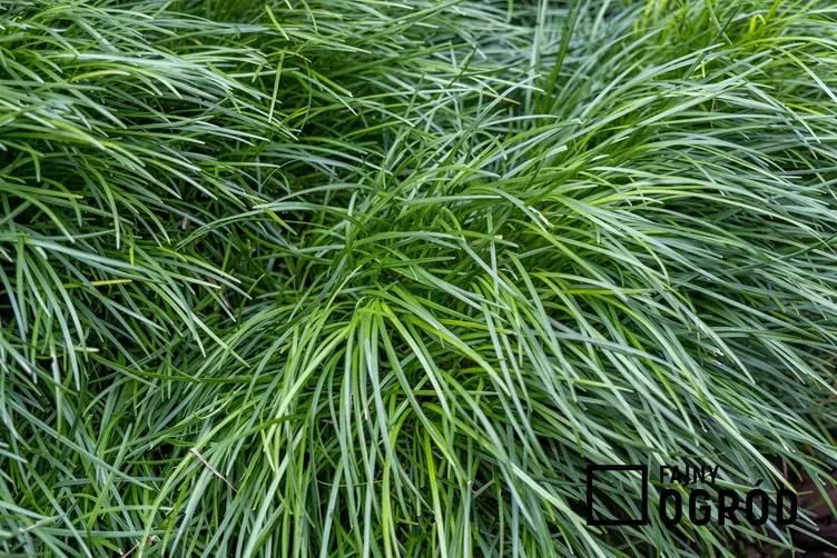 Konwalnik japoński Konwalnik japoński