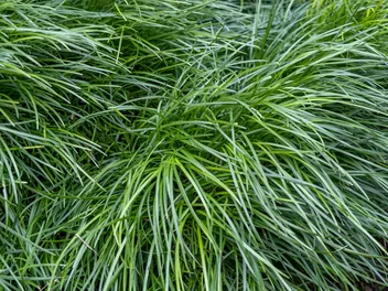 Konwalnik japoński - zdjęcie 3