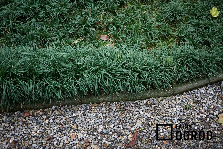 Konwalnik japoński Konwalnik japoński