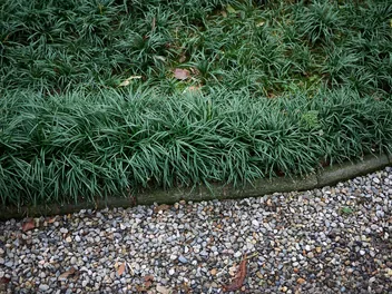 Konwalnik japoński - zdjęcie 4