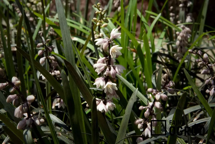 Konwalnik japoński - zdjęcie 5 Konwalnik japoński - zdjęcie 5