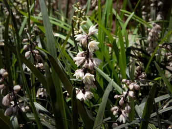 Konwalnik japoński - zdjęcie 5