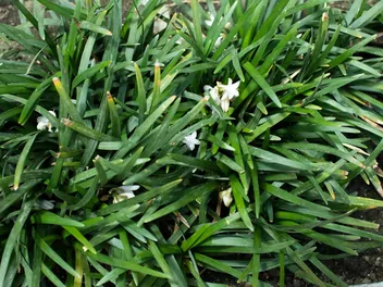 Ilustracja rośliny konwalnik japoński