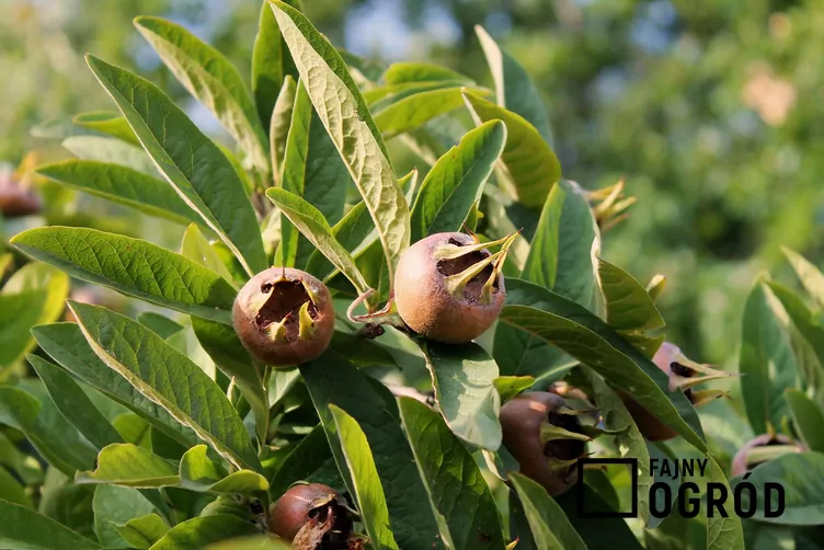 Nieszpułka zwyczajna