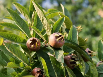 Ilustracja rośliny nieszpułka zwyczajna