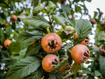 Nieszpułka zwyczajna - zdjęcie 2