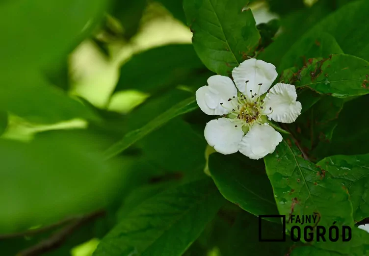 Nieszpułka zwyczajna