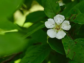 Nieszpułka zwyczajna - zdjęcie 3
