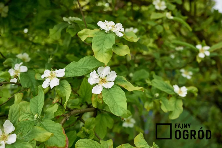 Nieszpułka zwyczajna