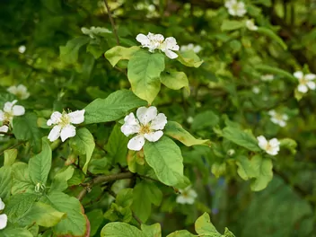 Nieszpułka zwyczajna - zdjęcie 4