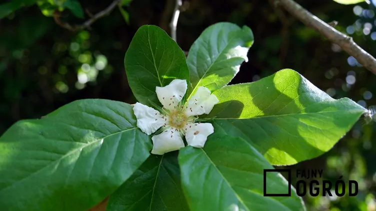 Nieszpułka zwyczajna - zdjęcie 5