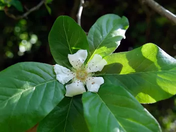 Nieszpułka zwyczajna - zdjęcie 5