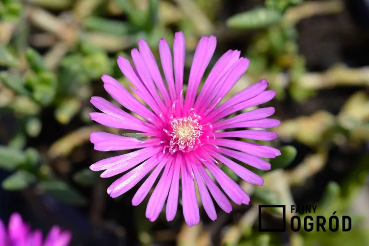 przypoludnik-1 Przypołudnik Coopera