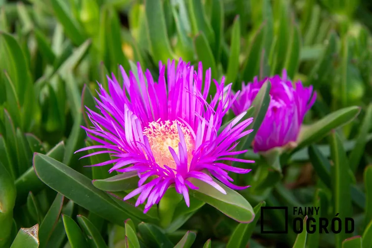 Kryształka Coopera Kryształka Coopera