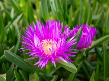 Przypołudnik Coopera - zdjęcie 2