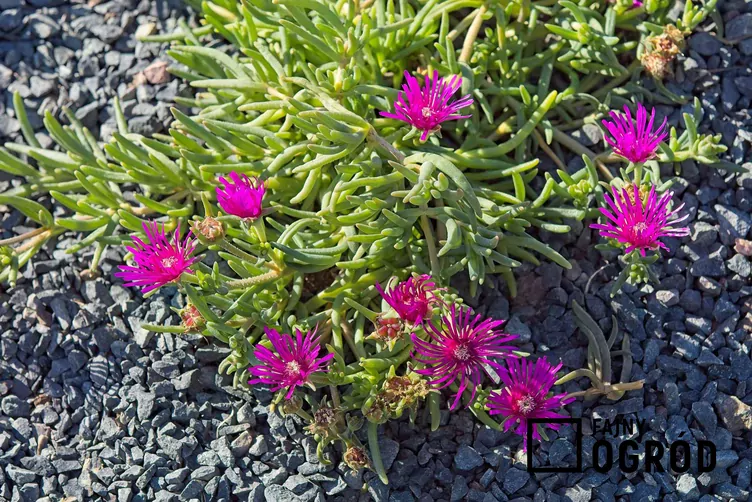 Pustynna stokrotka Pustynna stokrotka