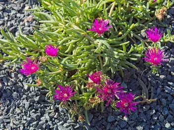 Przypołudnik Coopera - zdjęcie 3