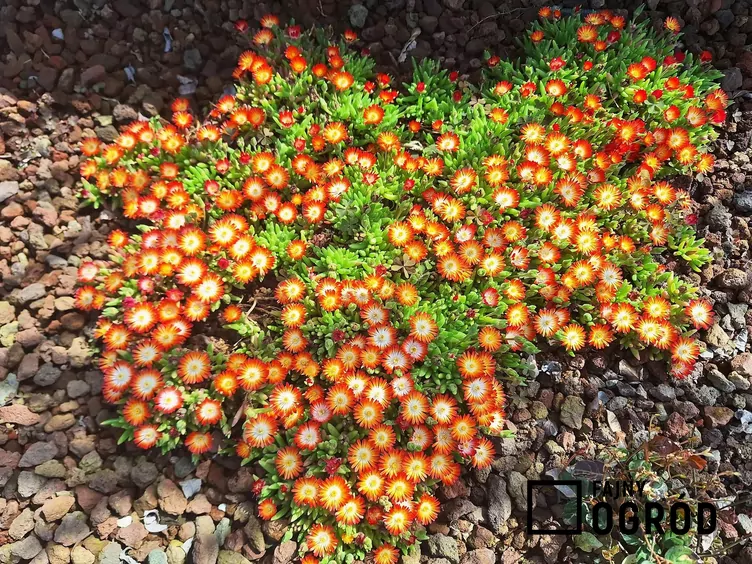 Przypołudnik Coopera Przypołudnik Coopera