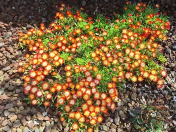 Przypołudnik Coopera - zdjęcie 4