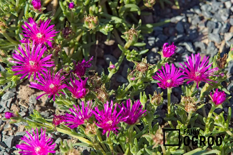 Przypołudnik Coopera - zdjęcie 5 Przypołudnik Coopera - zdjęcie 5