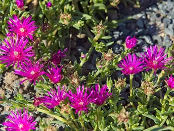 Przypołudnik Coopera - zdjęcie 5