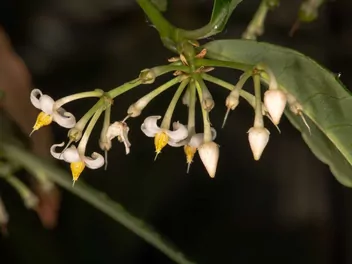 Ardizja karbowana - zdjęcie 2